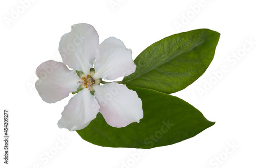 Fototapeta Naklejka Na Ścianę i Meble -  White flower of the quince tree.