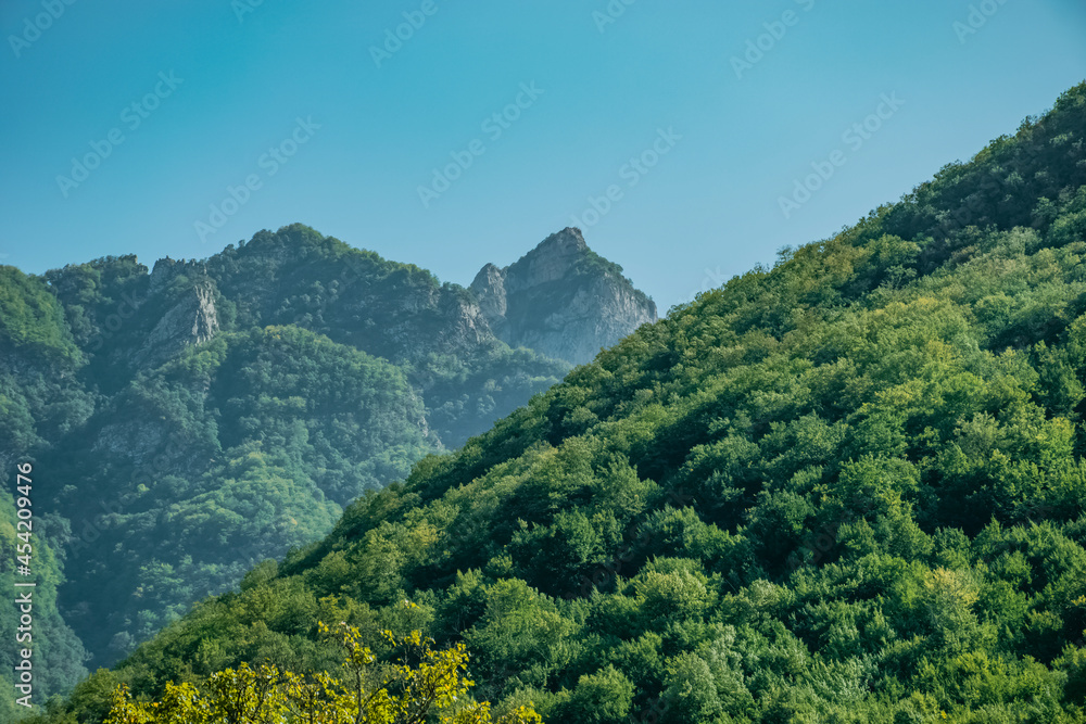 forest landscape in the mountains