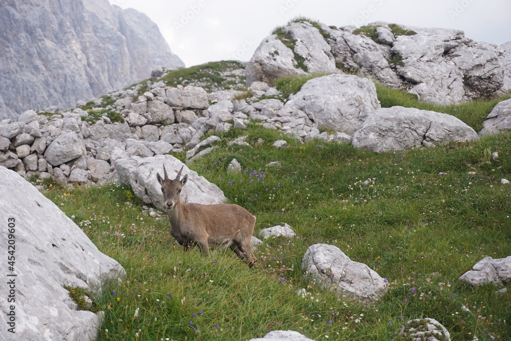 curious chamois, mountain goat chewing on grass curious chamois, mountain goat chewing on grass