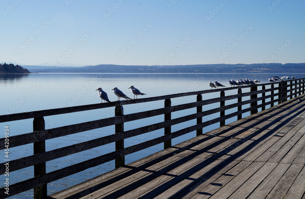 seagulls sitting on a handrail of a wooden pier on a sunny winter day in Herrsching on lake Ammersee (Bavaria in Germany) seagulls sitting on a handrail of a wooden pier on a sunny winter day in Herrsching on lake Ammersee (Bavaria in Germany)