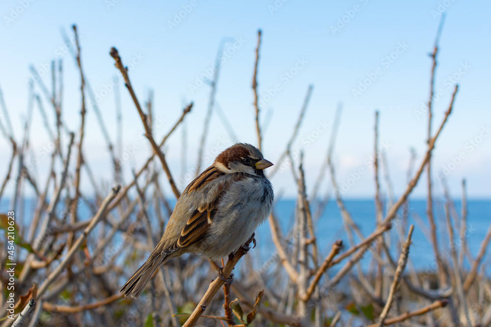 A sparrow is sitting on a branch. Portrait of a perched sparrow against the background of the blue sea and sky. Wild wildlife, urban birds are asking for food. Small brown chicks on a bush