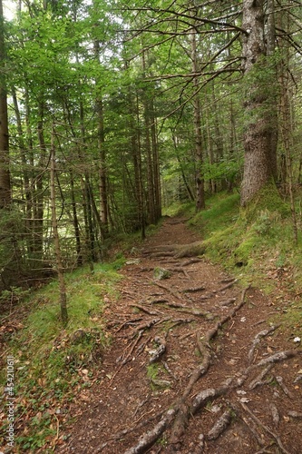 Roots on the path on the Soca Trail © anja