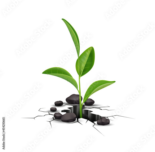 Ground Cracks Plant Composition