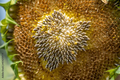 Close up of the seeds in sunflower.