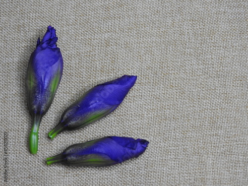 Blue flower buds lie on the mother