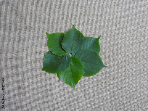 green leaves on burlap background