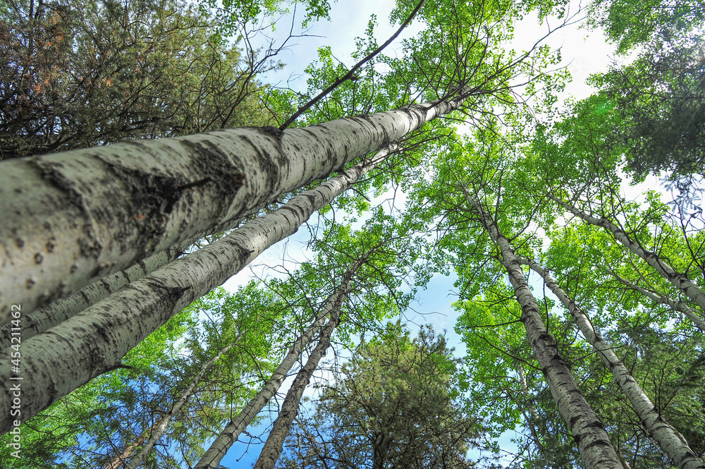 Fototapeta premium Looking upward of tall poplar trees as they reach the blue sky