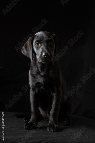 Studio shot of a beautiful labrador retriever puppy