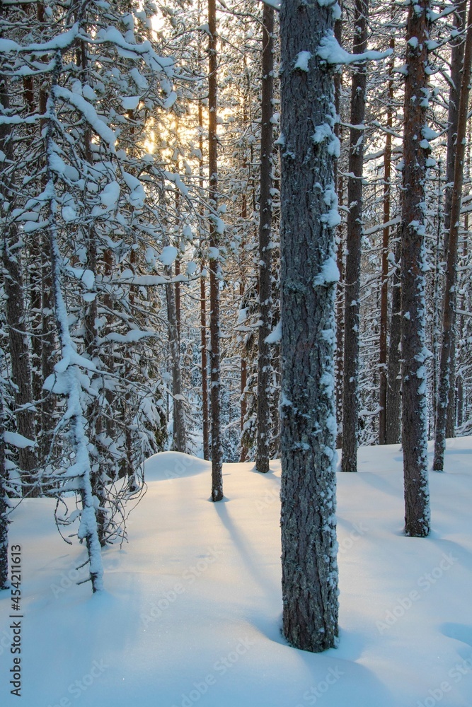 Fototapeta premium rays of sun coming through the trees in a snow covered forest