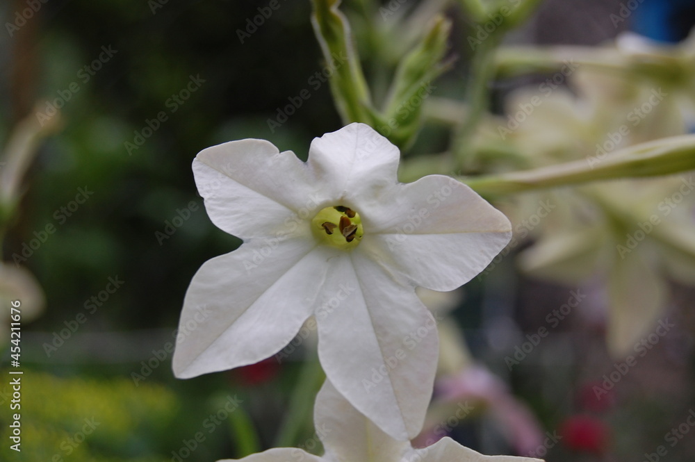 Fototapeta premium white flower in the garden