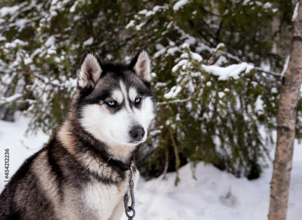 Portrait of black husky dog on a background of winter snow forest