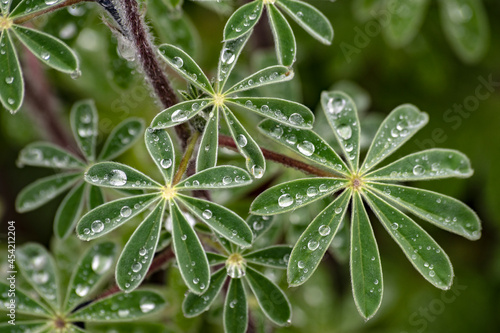 water drops on a plant after the rain