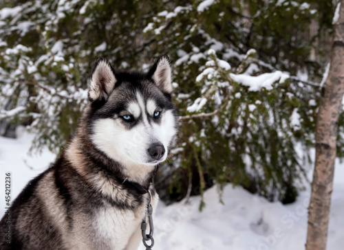 Portrait of black husky dog on a background of winter snow forest