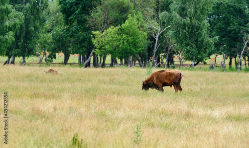 Bison. European bison. The bison grazes in a meadow on the outskirts of the forest. The bison eats grass