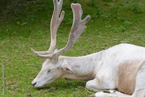 Deer albino. The white deer is resting