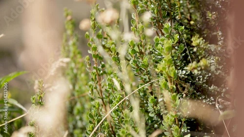 Plants