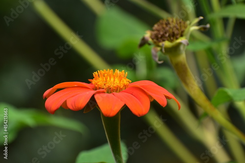 Mexican Sunflower Tithonia rotundifolia Torch in bloom in southern Michigan in August 