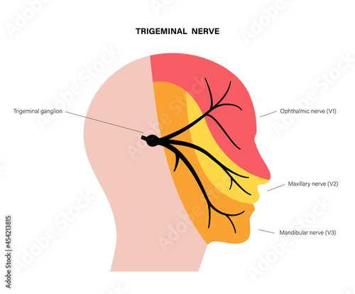 Trigeminal nerve diagram