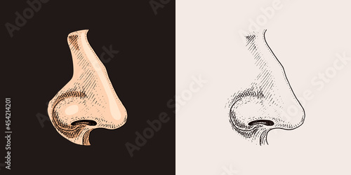 Human nose. Sense organ anatomy illustration. engraved hand drawn in old sketch and vintage style. face detailed.