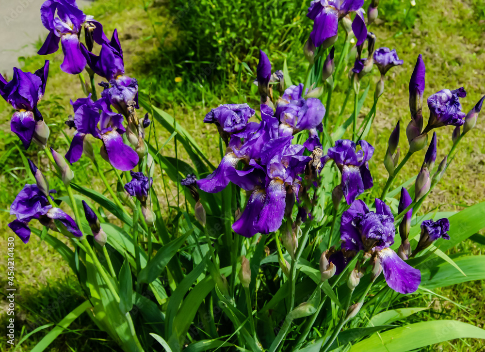 blooming blue iris