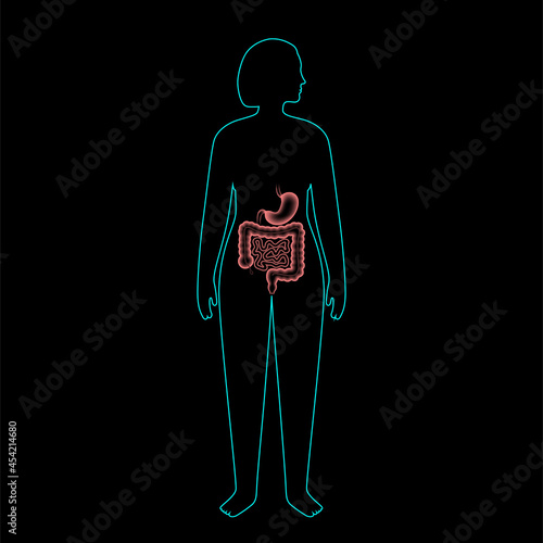 Digestive tract anatomy
