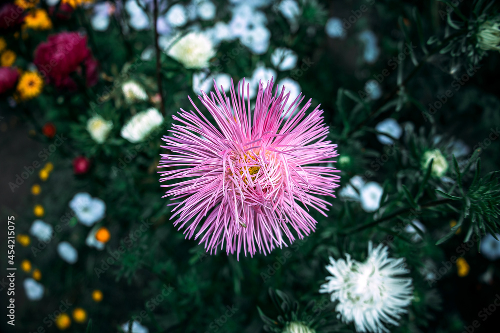 Asters. Needle asters. Garden flowers. Flowers in the flowerbed. Needle aster. Unique mix. Aster. Asters. Needle asters. Garden flowers. Flowers in the flowerbed. Needle aster. Unique mix. Aster.
