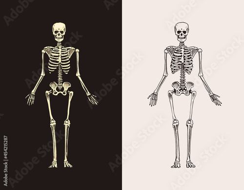 Skeleton silhouette. Human biology, anatomy illustration. engraved hand drawn in old sketch and vintage style. Bones of the body.