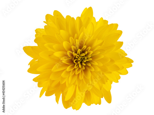 autumn yellow flowers, golden balls, isolate on a white background