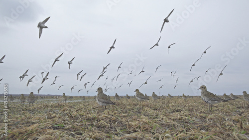European golden plover. Flock of the birds in spring. Pluvialis apricaria photo