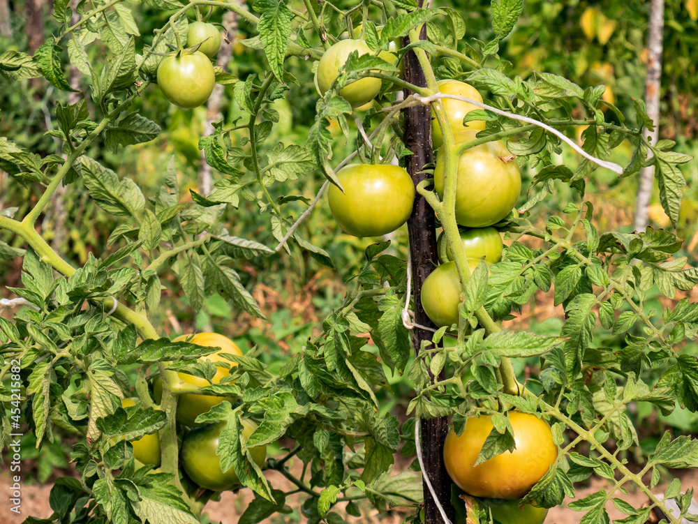 Large tomatoes growing on the branches of a tomato plant maturing for later consumption in a vegetable garden. Plant supported with a stick so that the trunk does not break