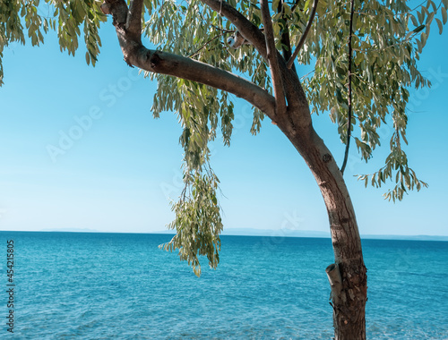 Fototapeta Naklejka Na Ścianę i Meble -  Beautiful sea view with olive tree with olives near the beach