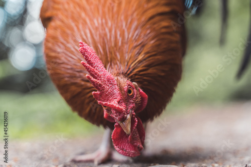 Gallo