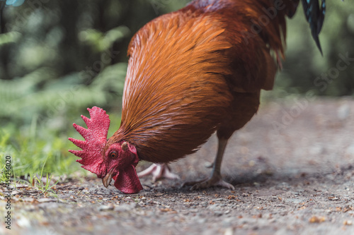 Gallo