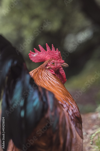 Gallo