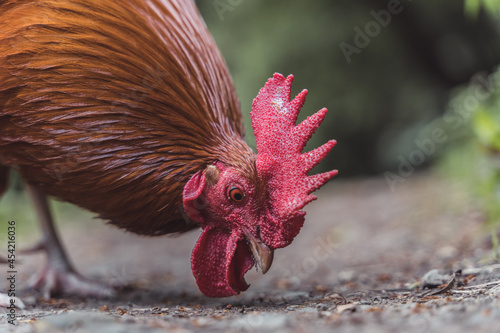 Gallo