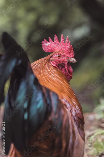 Gallo
