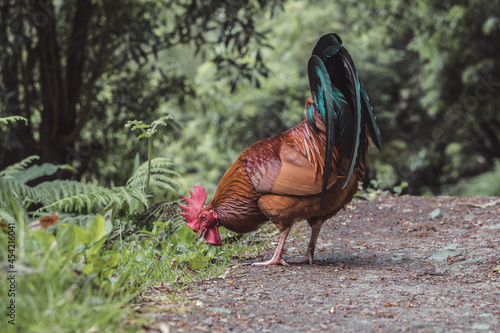 Gallo