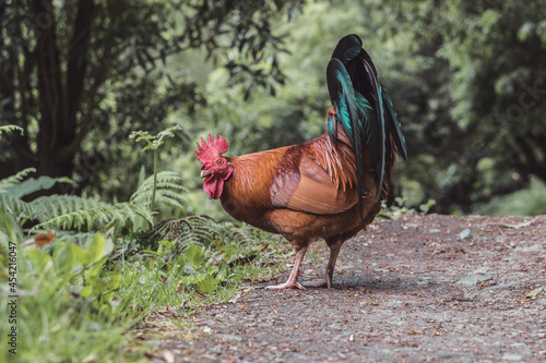 Gallo