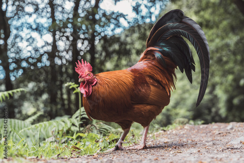 Gallo