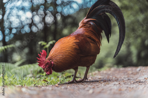 Gallo
