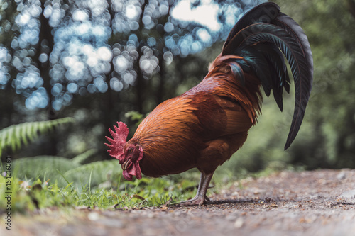 Gallo