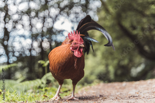 Gallo