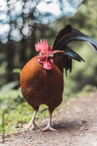 Gallo