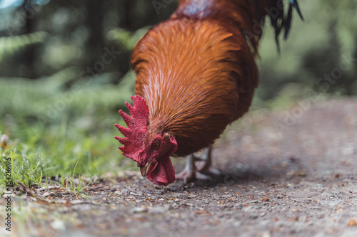 Gallo