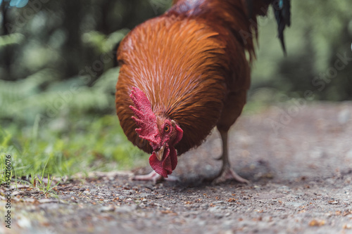Gallo