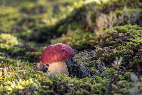 Single mushroom Boletus pinophilus, commonly known as the pine bolete or pinewood king bolete growing in the forest among green moss at sunny day photo