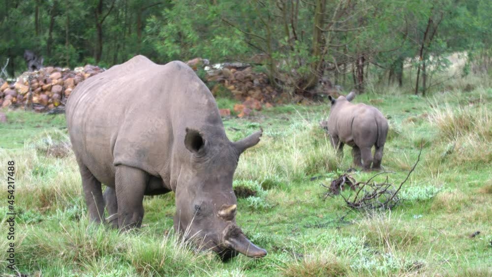 mother white rhinoceros grazes with calf in the background mother white rhinoceros grazes with calf in the background