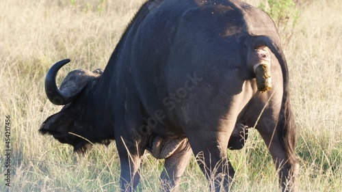 An African Buffalo leavings droppings in the grass