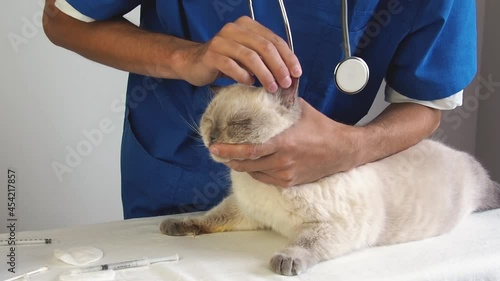 Veterinarian pours lotion into the cat ear with a syringe. Treatment of ear infection and ear canal inflammation domestic cat in a veterinary clinic.  photo