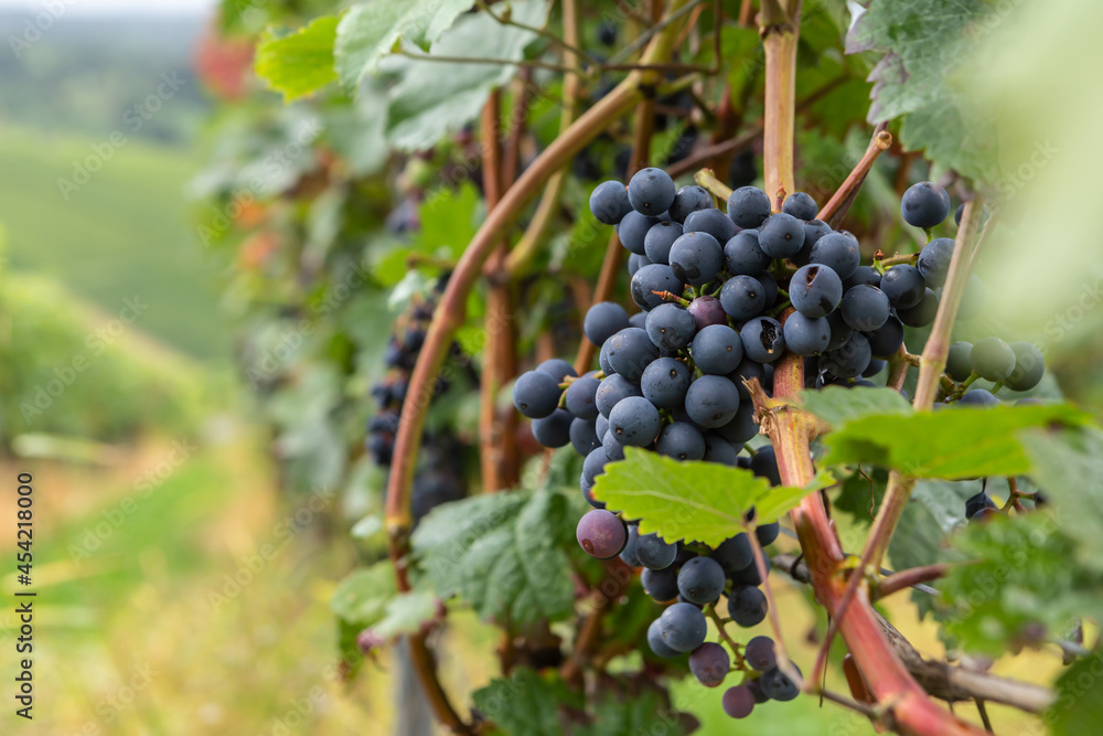 Grapevine creepers on a vineyard at Weinstadt, near Stuttgart, Baden-Württemberg Grapevine creepers on a vineyard at Weinstadt, near Stuttgart, Baden-Württemberg